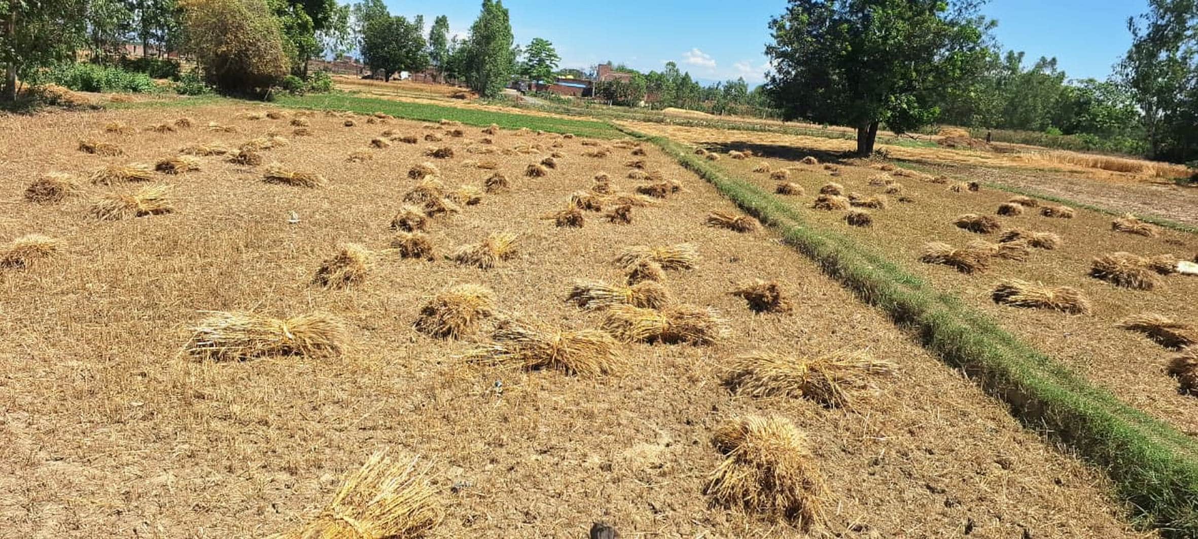 बाबागंज इलाके में खेत में कटी पड़ी फसल।