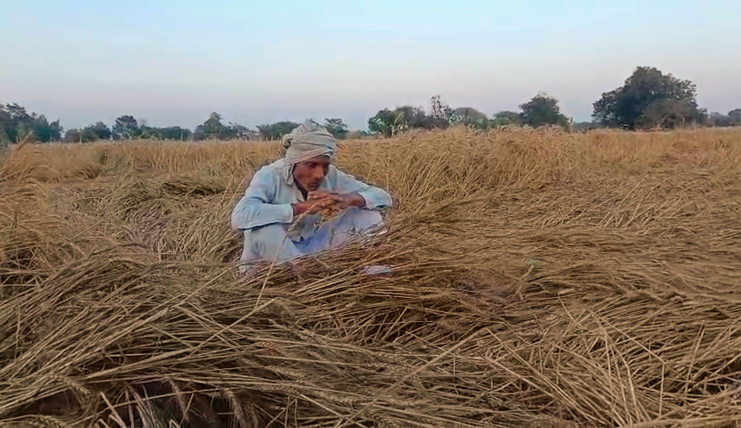 बछरावां क्षेत्र में तेज हवा व बारिश के कारण खेतों में गिरी गेहूं की फसल को देखकर निराश बैठा किस