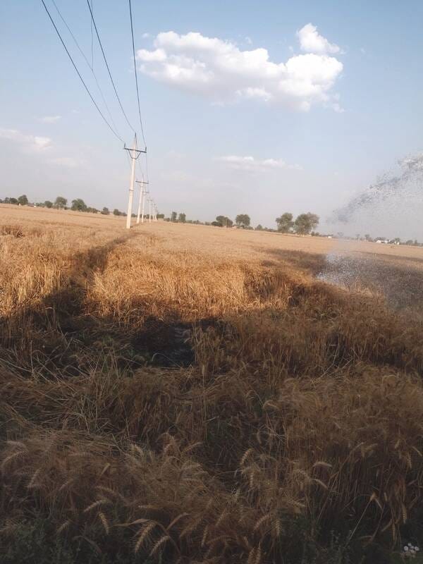 A short circuit caused a fire in the wheat crop standing in five marlas