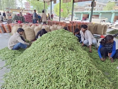 Pea prices rise again this week, now selling at Rs 55 per kg
