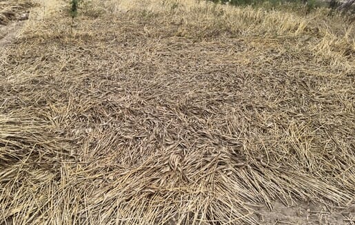 Color Drained Away... Farmers' faces turn ashen upon seeing the blackened ears of wheat.