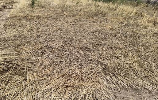 बारिश के चलते काली पड़ी गेहूं की बालियां। संवाद