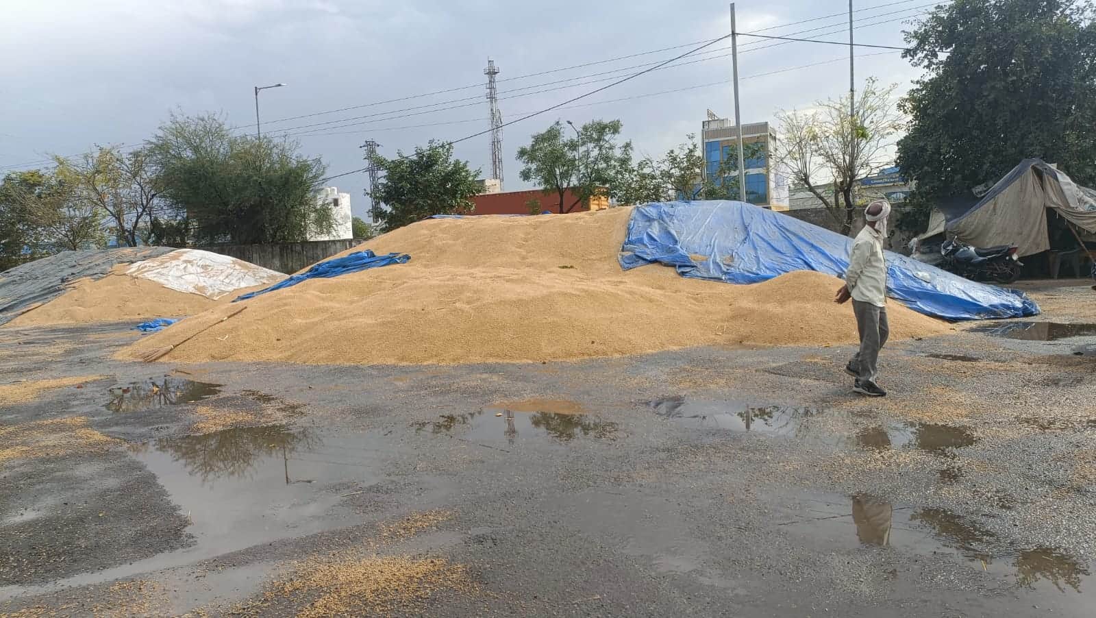 बारिश में भीगा अनाज। संवाद