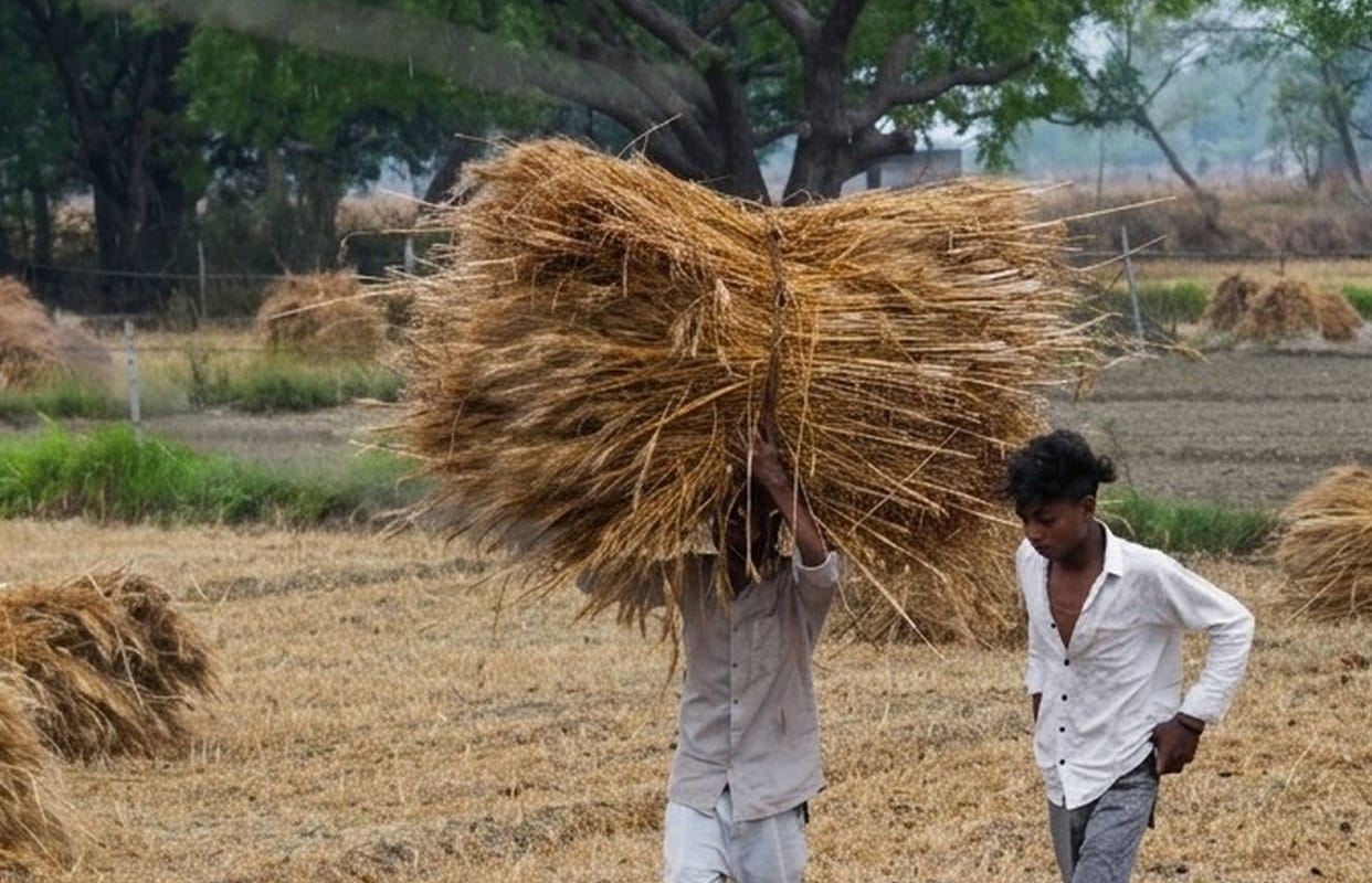 Rain Halts Harvesting; Crops Soaked, Troubles Mount