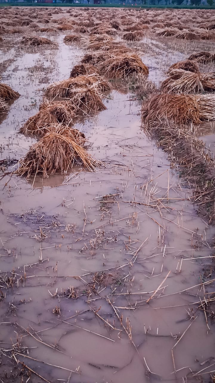 Aligarh News: गंगीरी क्षेत्र में एक दर्जन गांवों में हुई ओलों की बौछार