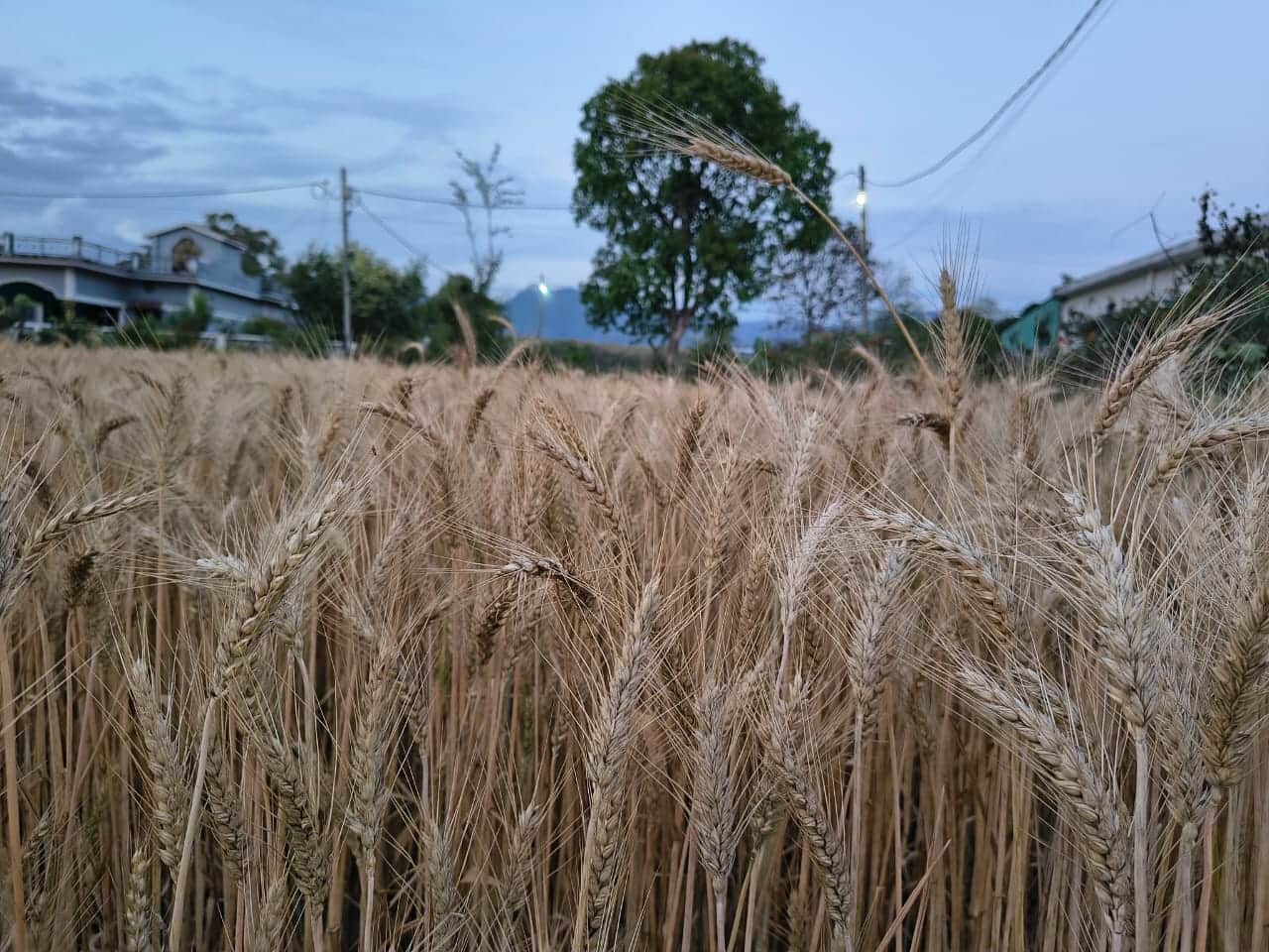 बारिश से खेतों में खड़ी गेहूं की फसल भीगी: संवाद