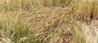 बिश्नाह में बारिश से बिछी गेहूं की फसल।