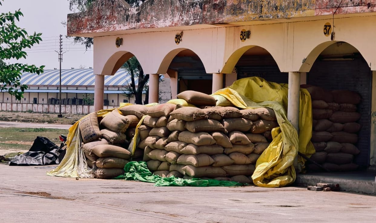 UP: Rain halts government wheat procurement; department says it has enough sacks; farmers are withholding thei