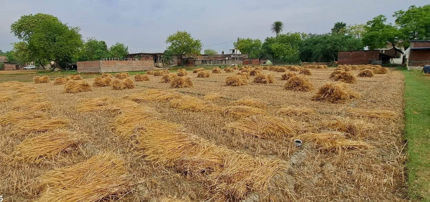 बुधवार की सुबह हुई बारिश से भींगी कटी गेंहू की फसल।संवाद