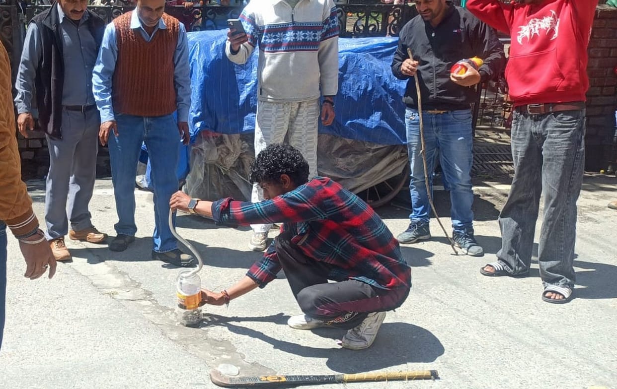 A snake appeared in the middle of the road near Medical College Chamba.