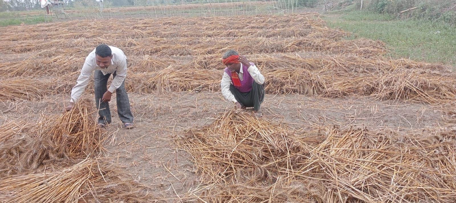 फोटो-15-सफीपुर के अतहा में भीगी फसल को सुखाने के लिए खेत में फैलाते किसान। संवाद