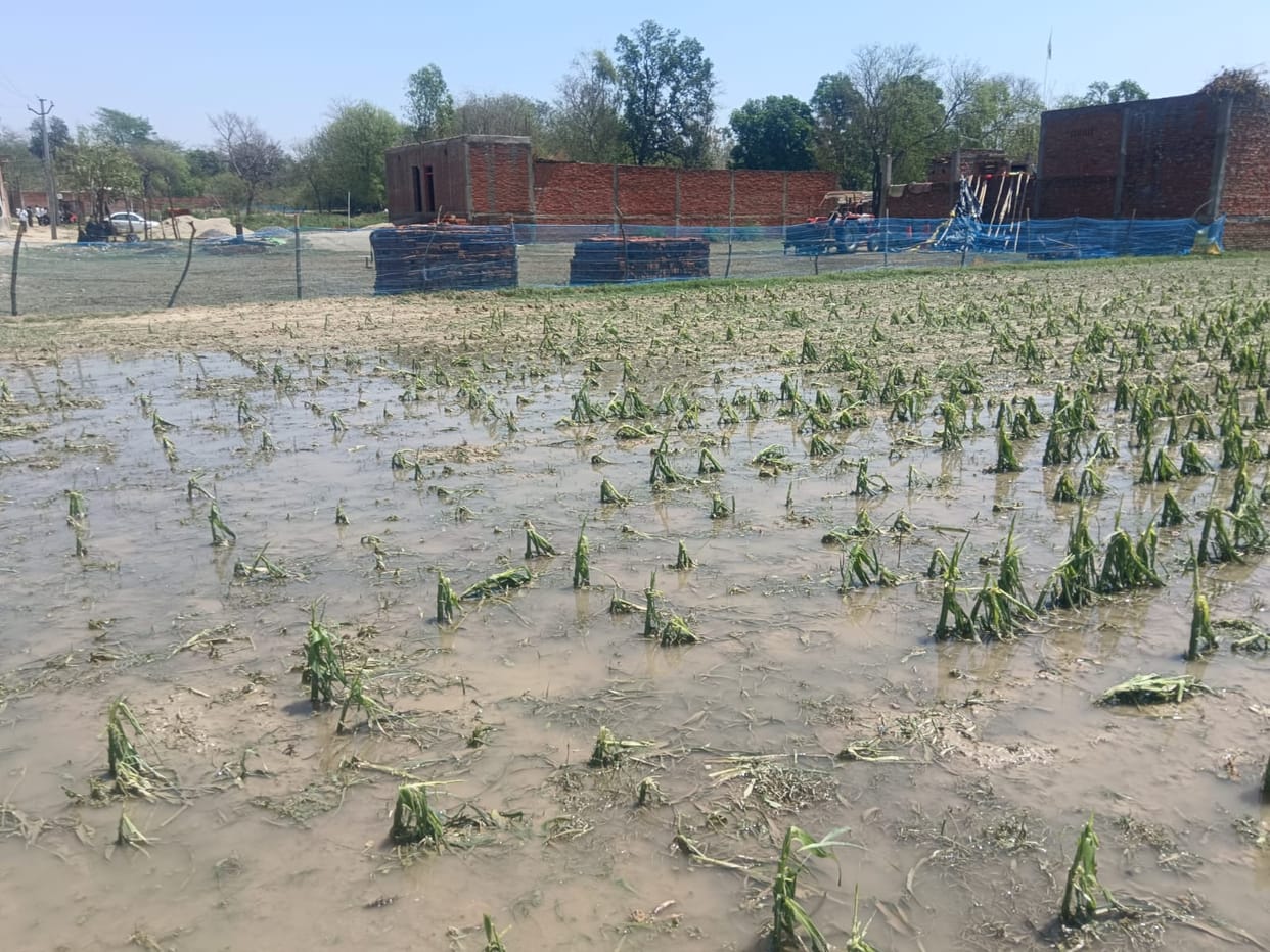 Rain, storm and hailstorm destroyed crops, farmers worried