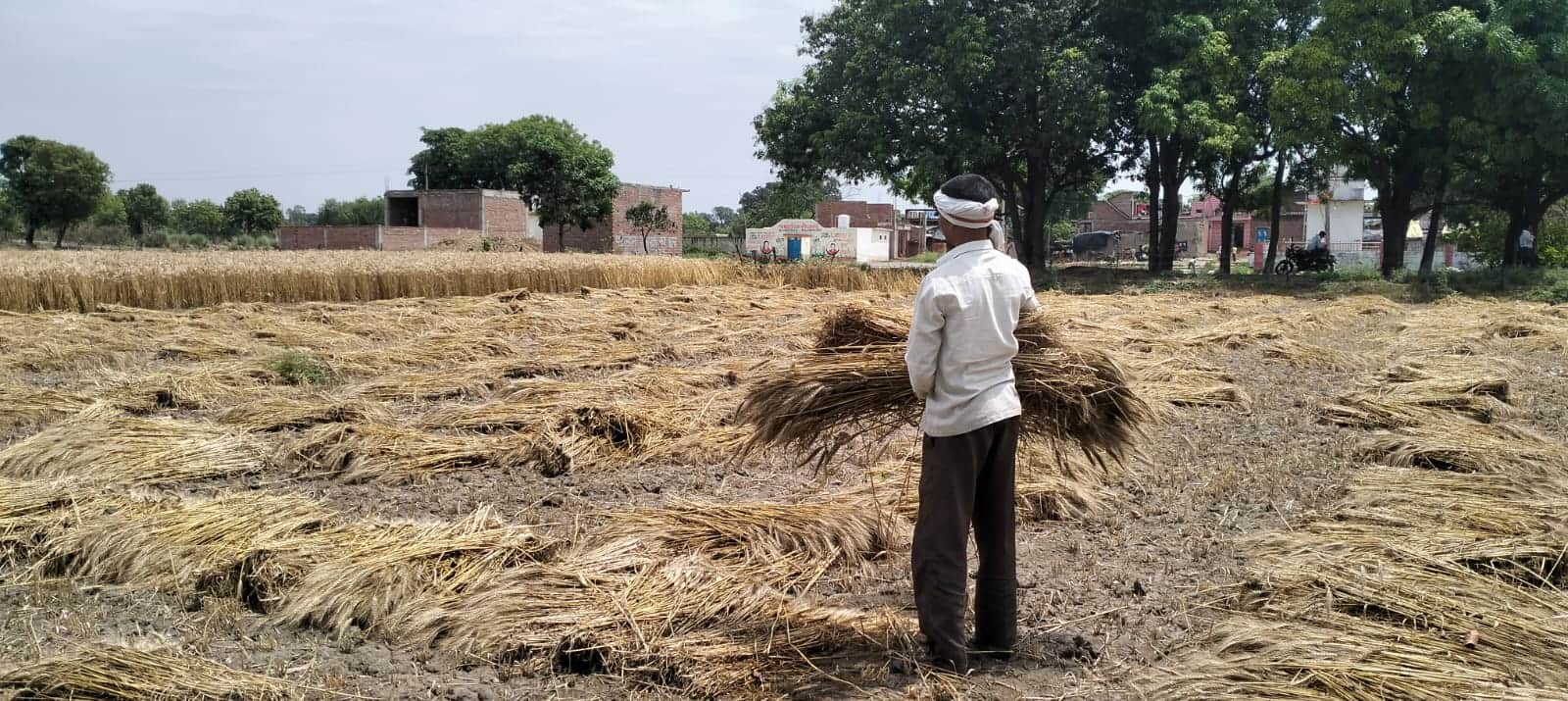 फोटो-19- अजीतमल में फसल को सुरक्षित करता किसान। संवाद