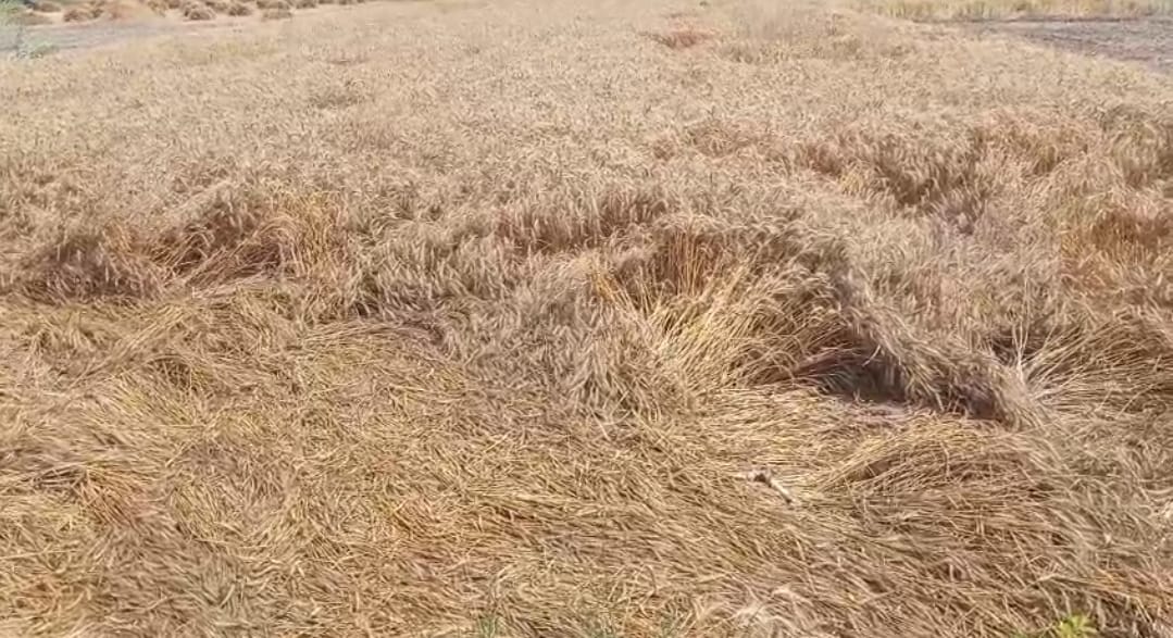 Rainfall causes wheat to fall, affecting harvesting