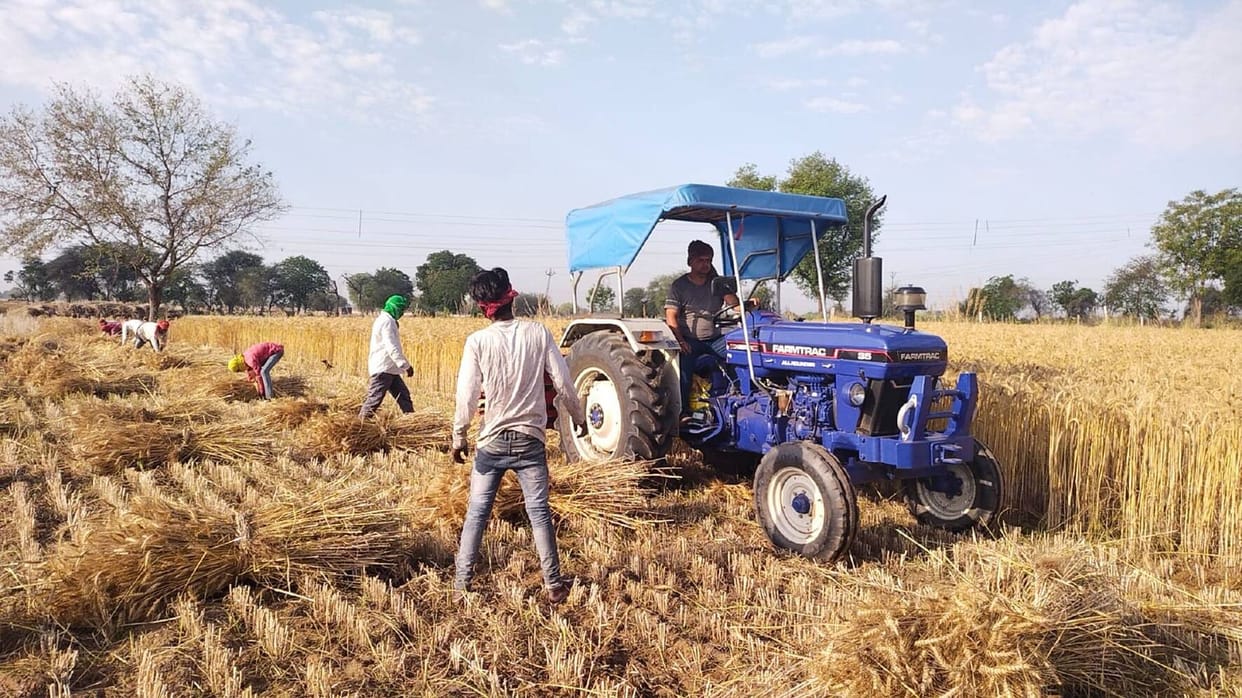 The weather is expected to remain clear for the next week; wheat and mustard threshing can now begin.