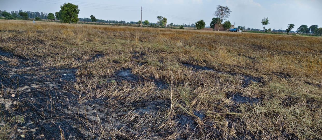 One and a half acres of wheat crop burnt due to fire