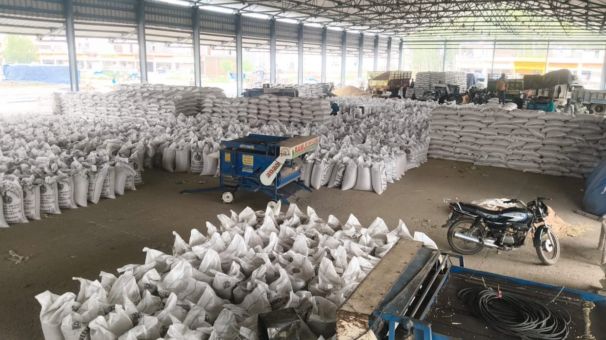 Rain halts wheat harvest, leaves grain soaked in markets