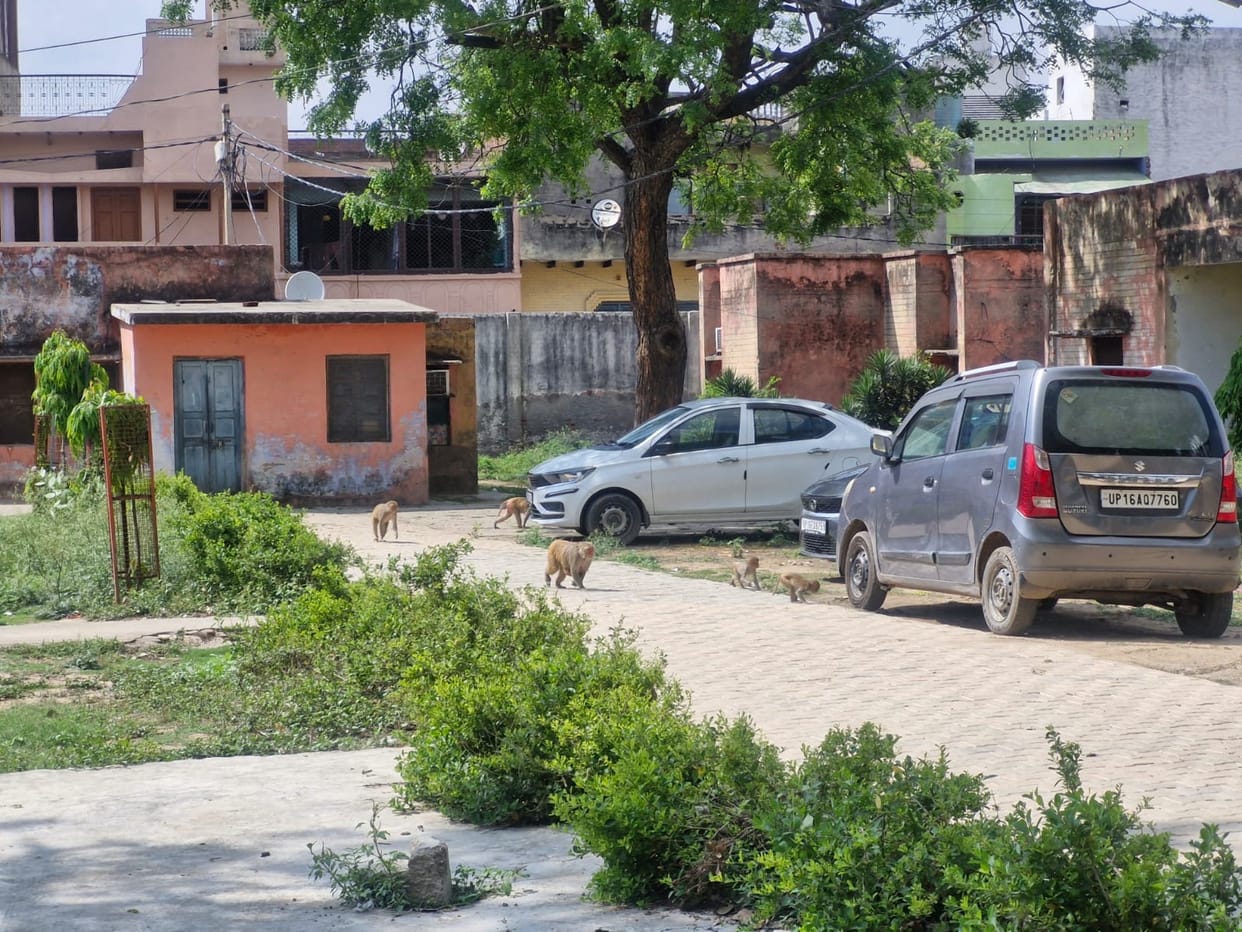 Dogs and monkeys camped at Jewar PHC