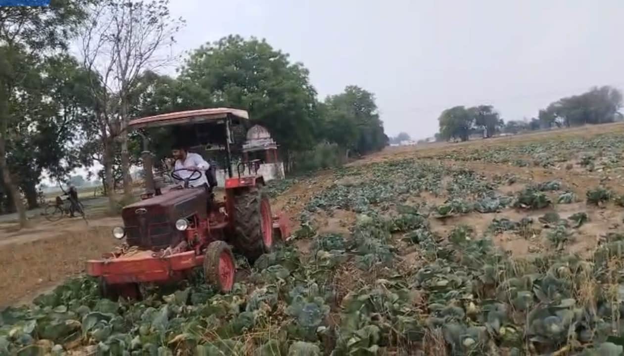 कुरसंडा में बारिश से खराब हुई फसल को ट्रैक्टर से जोतता किसान। संवाद