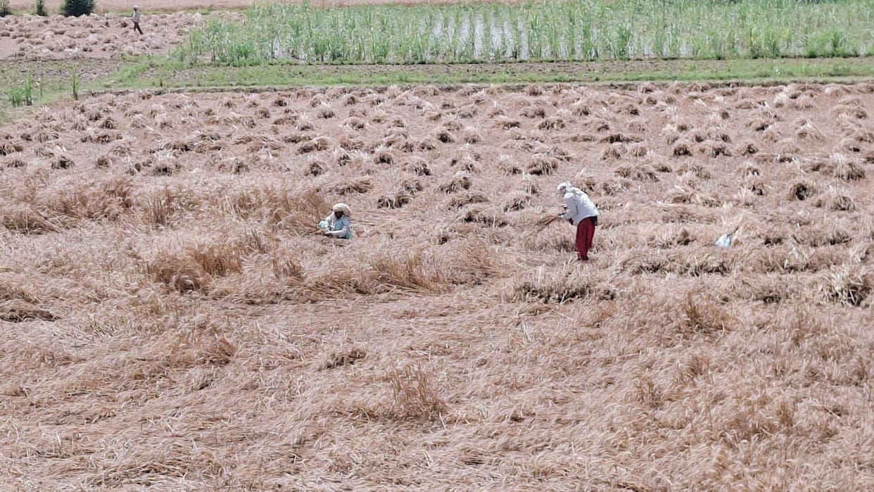 Farmers started harvesting wheat and mustard