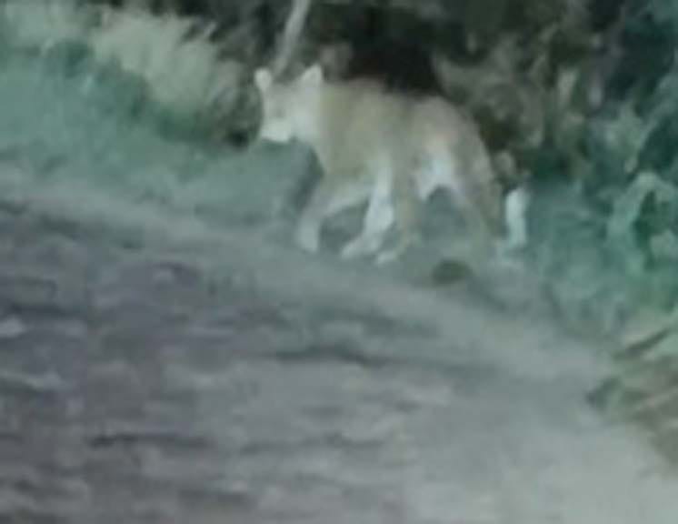 Leopard spotted near Silhua, people made video