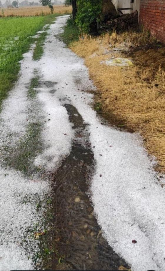 65 mm of rain fell in Pehowa, hail fell in Ladwa, wheat got wet in the markets.