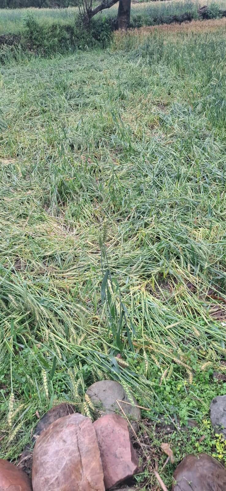 लगदेवी में बारिश के बाद खेतों में गिरी गेहूं की फसल। संवाद