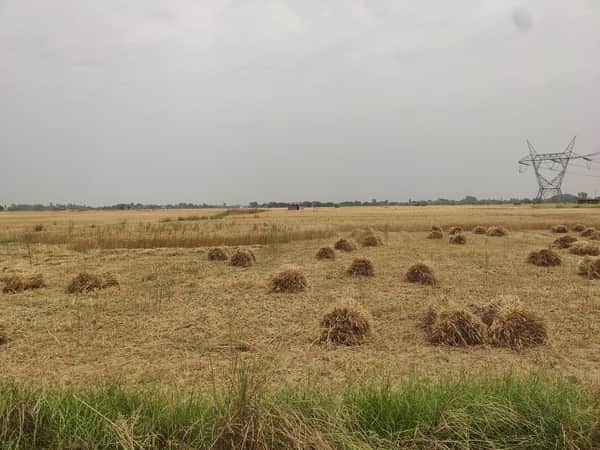 मेंहनगर के गोपालपुर गांव में खेत में गेंहू की खड़ी फसल और रखा बोझ। संवाद