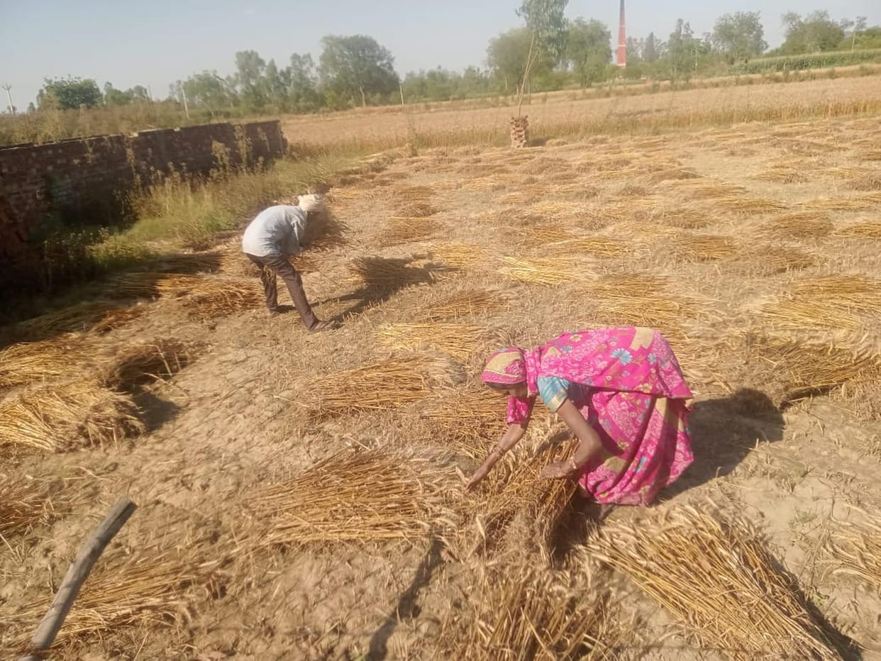 Rain at night, crops soaked, harvesting halted