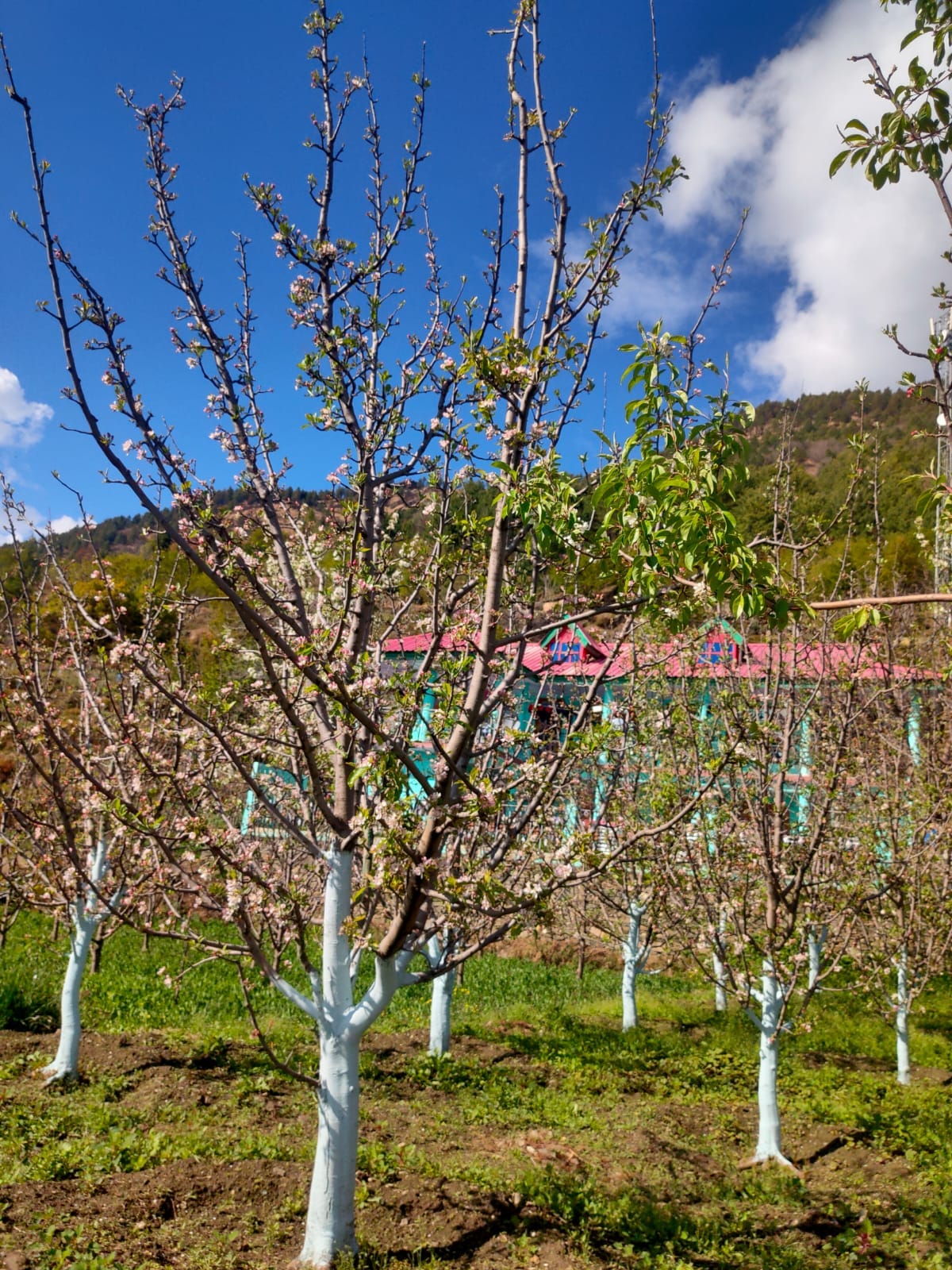 The apple business is facing a crisis worth crores