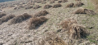 After the rain, the movement of clouds continued throughout the day, farmers worried