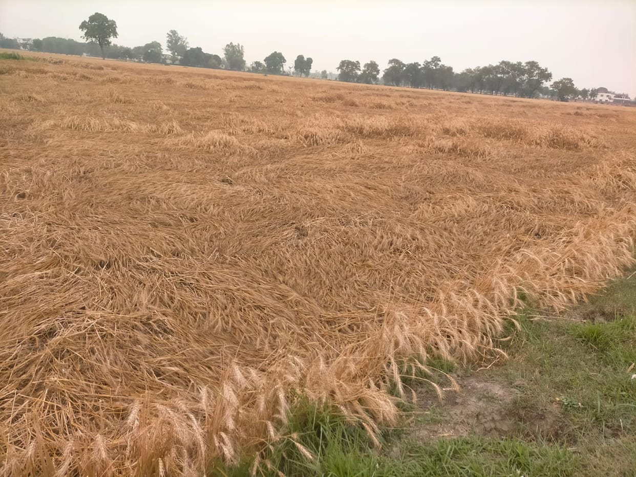 Monsoon like conditions in April, rain for the fourth time in 15 days, 70% wheat crop still lying in the fields