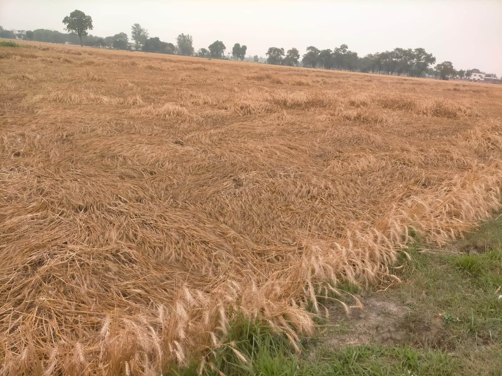 पूर क्षेत्र में आंधी बारिश में गिरी गेहूं की खड़ी फसल।संवाद