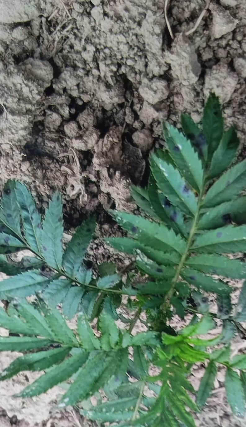 पत्तियों पर नीले बैंगनी रंग की बीमारी के धब्बे।