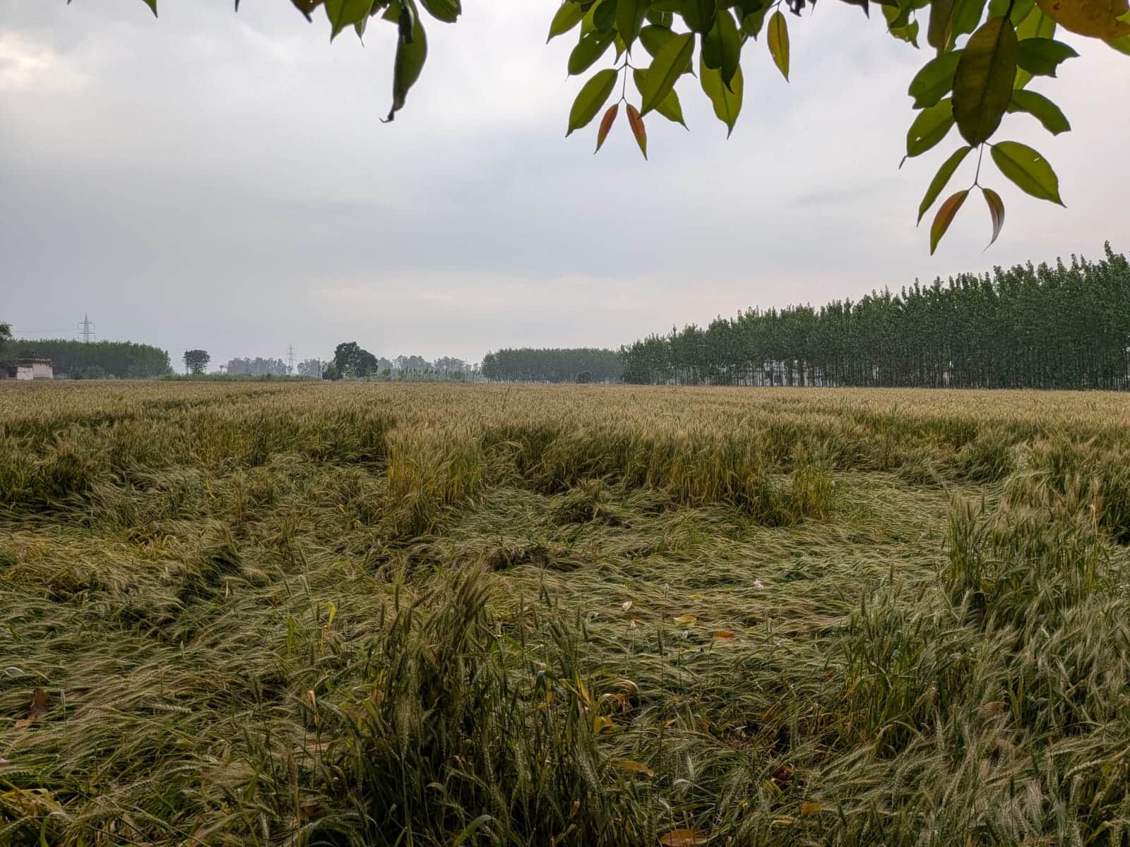 रादौर के गांव हरनौल में बारिश के दौरान बिछी गेहूं की फसल।  संवाद