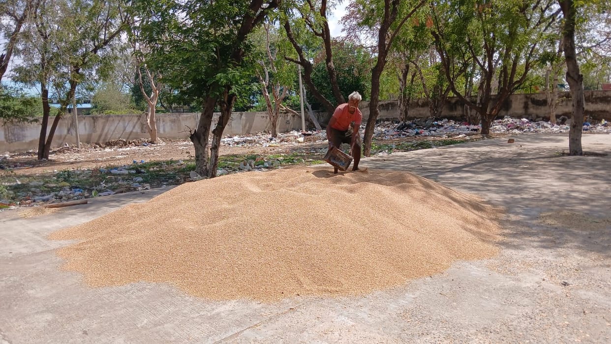 Government wheat procurement begins at Rewari grain market; gate passes of 35 farmers cancelled