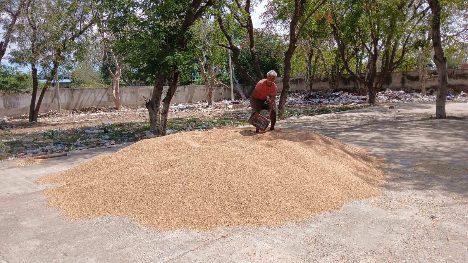 रेवाड़ी। अनाज मंड़ी में गेहूं की ढेरी को धूप में सुखता किसान। संवाद