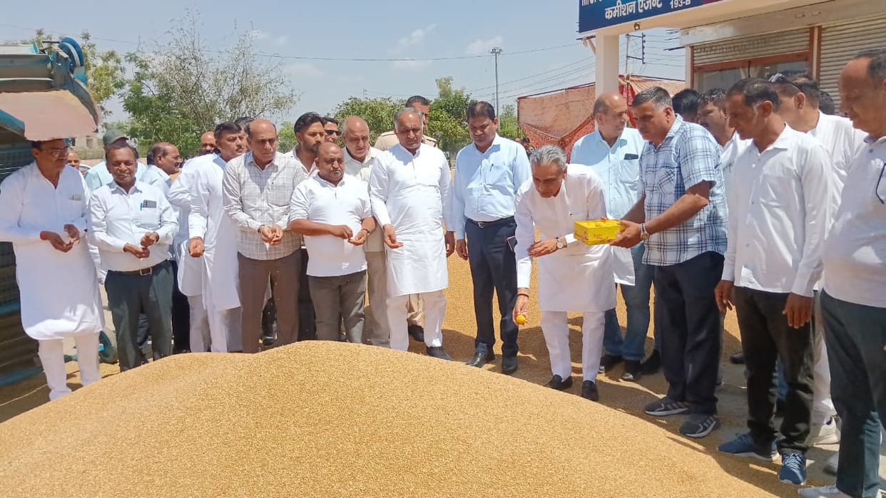 Government wheat procurement begins in Mandi after 8 days, 90% of the heaps have high moisture content