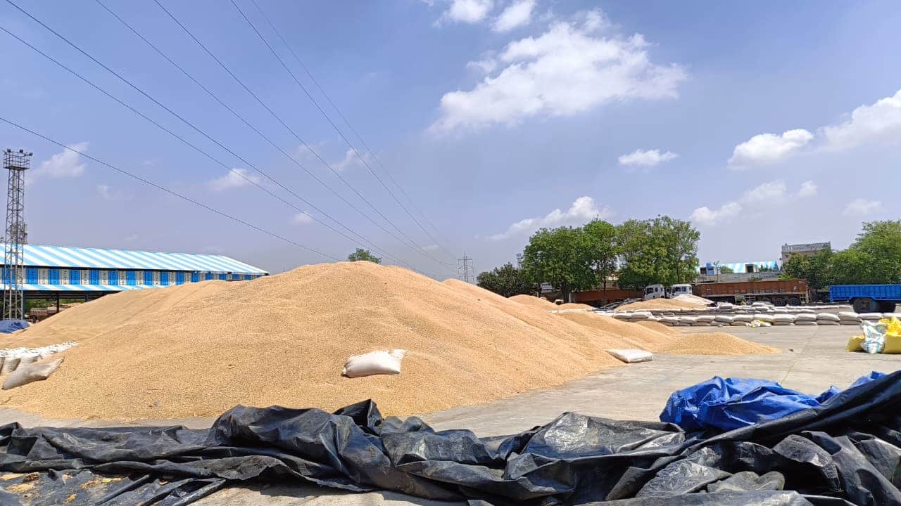 दादरी की नई अनाज मंडी में सूखता हुआ गेहूं व सरसों। 