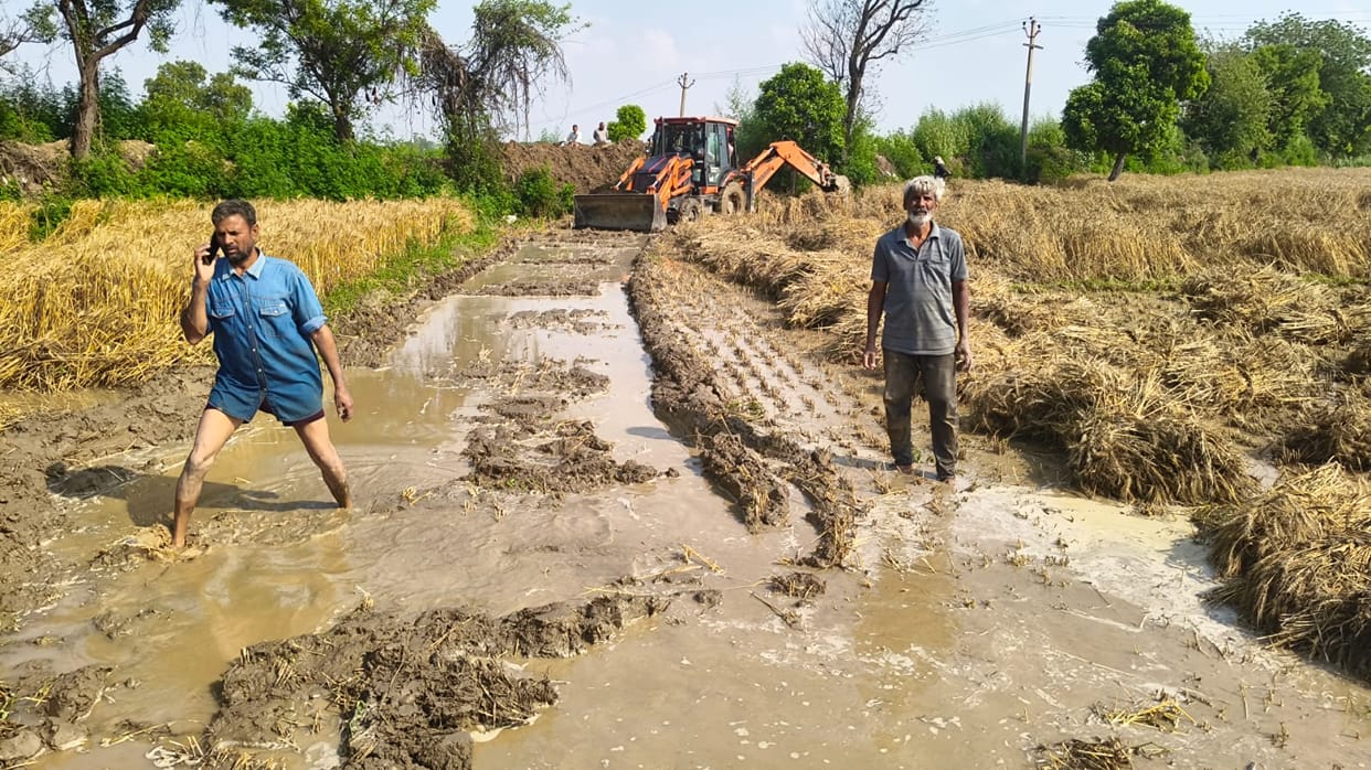 Farmers' wheat crops submerged due to canal breach, causing huge losses