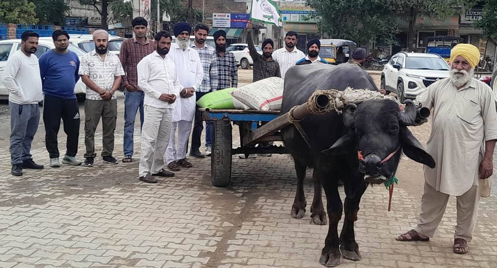 व्यासपुर अनाज मंडी में झोटा बुग्गी पर गेहूं के कट्टे लेकर पहुंचे किसान। स्वयं
