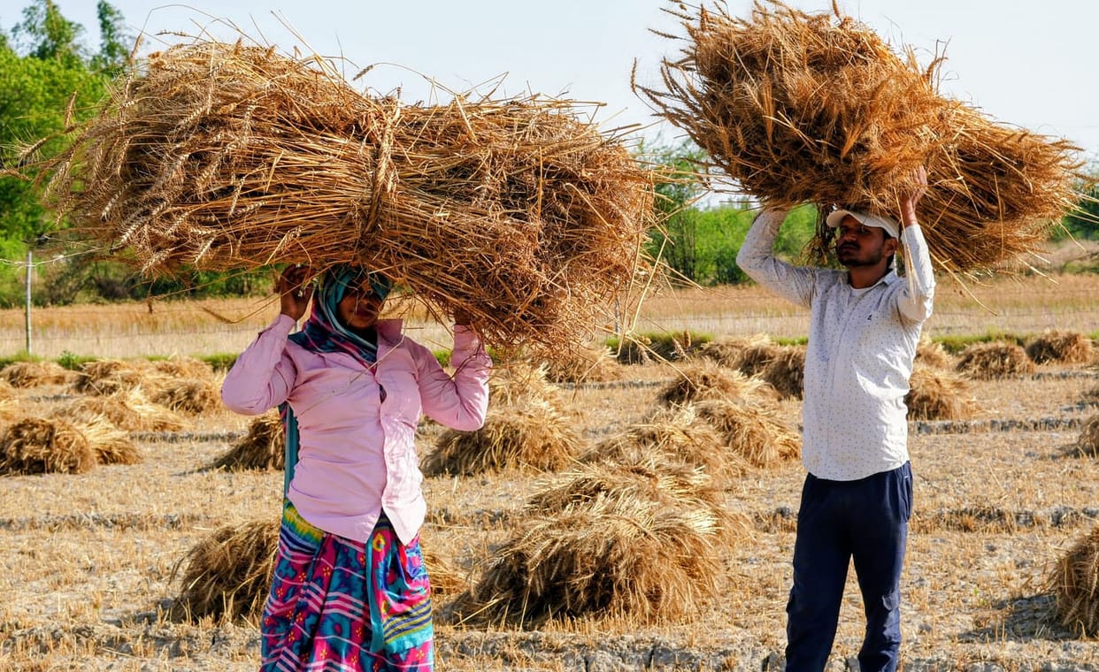 Farmers scramble to save their crops after unseasonal rains