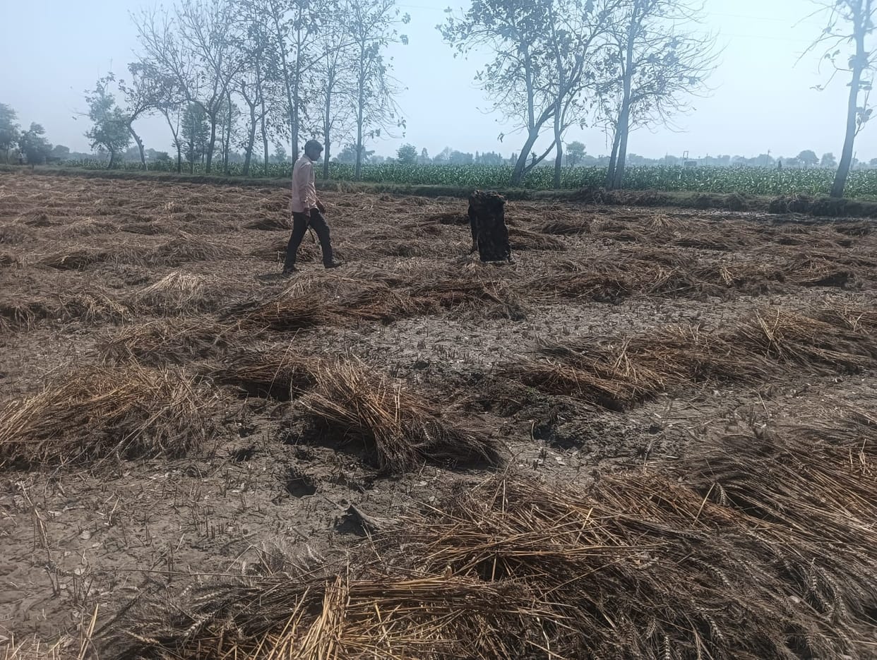 Farmers' wounds remain fresh. They sowed crops by taking loans, now worry about repayment