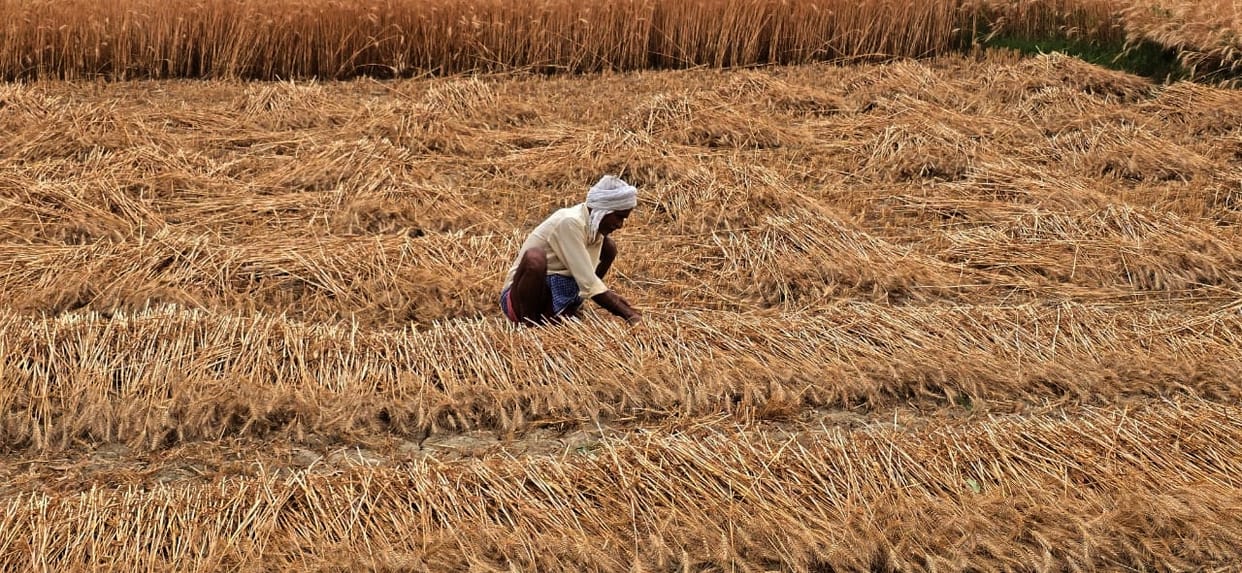 Harvesting disrupted for 48 hours, wheat grains turning black