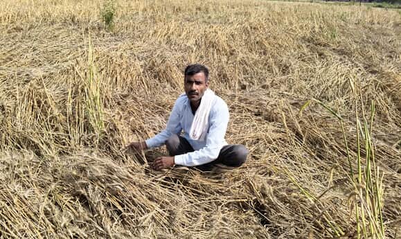 बारिश से खराब हुई गेहूं की फसल दिखाता किसान मनोज कुमार। संवाद