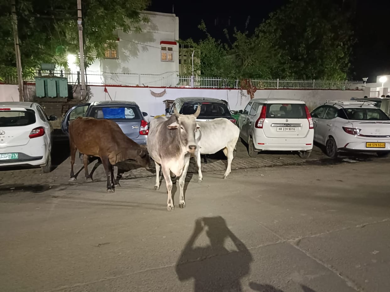 tender to catch destitute animals