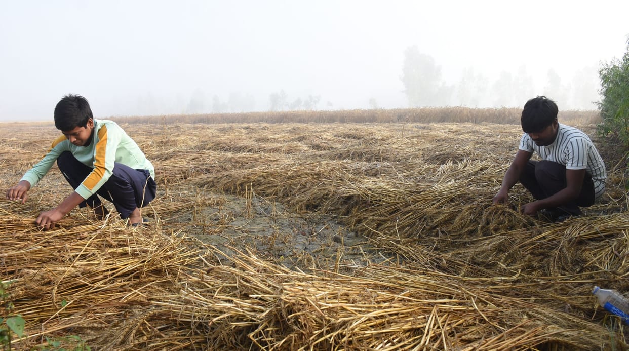 Wheat and mango crops damaged due to storm and rain