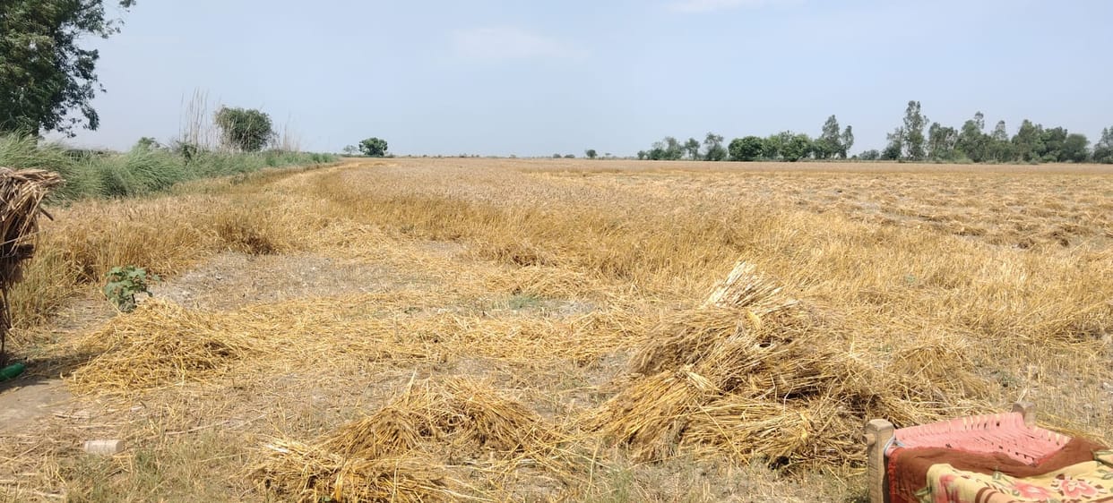 Harvest of power in politics