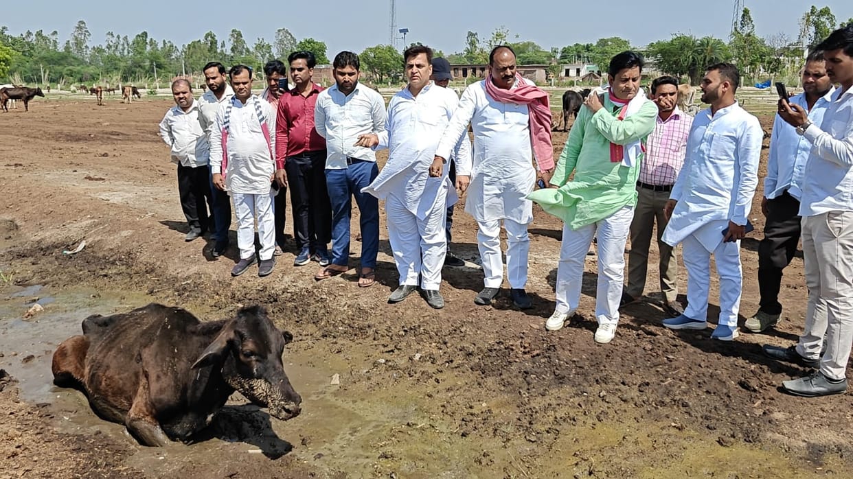 MP angry after seeing dead and sick cattle in cow shelter, secretary suspended
