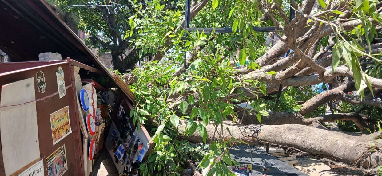 The tree fell, the kiosk operator narrowly escaped